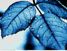 blue leaf (2)